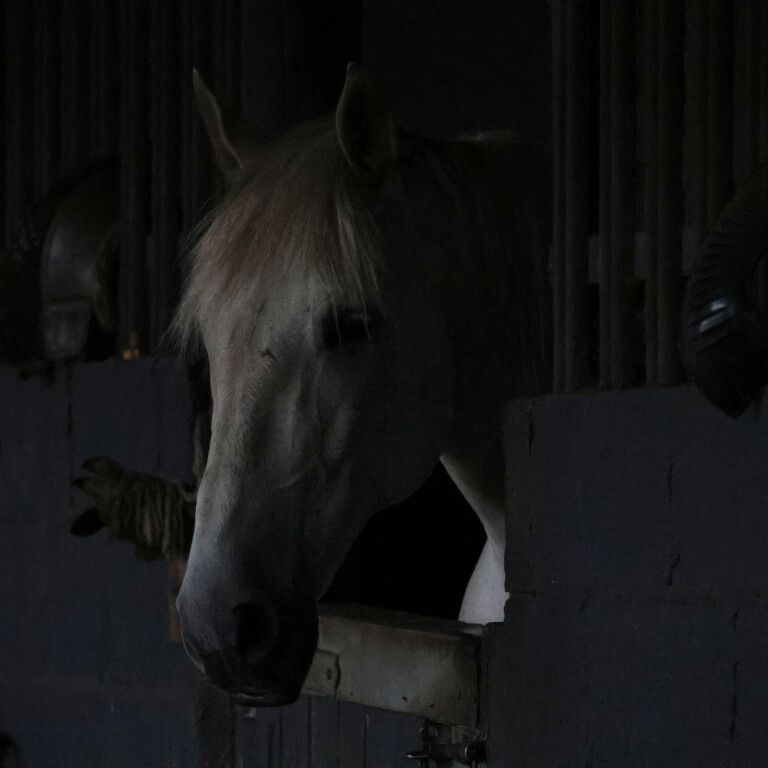 White Horse in Dark Stable, West Carlton